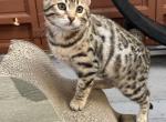 Betty TICA reg female - Bengal Kitten For Sale - Macon&comma; MO&comma; US