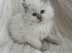 Fawn female - Ragdoll Kitten For Sale - Butler&comma; PA&comma; US