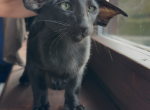 Perseus Marbleficent - Oriental Kitten For Sale - Vienna&comma; AT