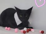 Aramis - Oriental Kitten For Sale - Mundelein&comma; IL&comma; US