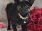 Aviva - Oriental Kitten For Sale - Mundelein&comma; IL&comma; US
