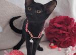 Astra - Oriental Kitten For Sale - Mundelein&comma; IL&comma; US