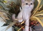 Peach - Scottish Straight Kitten For Sale - Naperville&comma; IL&comma; US