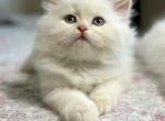 Nimbus Spring Litter F - Himalayan Kitten For Sale - Tampa&comma; FL&comma; US