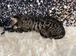 Griffin - Bengal Kitten For Sale - ME&comma; US
