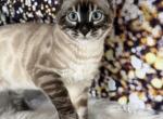 Gigi - Bengal Kitten For Sale - ME&comma; US