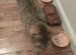 Tosha - Domestic Cat For Adoption - Newark&comma; NJ&comma; US