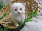 RESERVED Ragdoll Kitten Female Poppy - Ragdoll Kitten For Sale - Thorp&comma; WI&comma; US