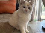 Lilac Bicolor Lynx Angelica - Ragdoll Kitten For Sale - Kissimmee&comma; FL&comma; US