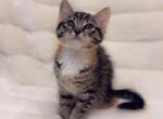 Sweet Calico tabby - Domestic Kitten For Sale - Vancouver&comma; WA&comma; US