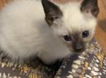 Seal point kitten - Siamese Kitten For Sale - Youngstown&comma; OH&comma; US