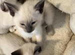 Seal points and blue point - Siamese Kitten For Sale - Youngstown&comma; OH&comma; US