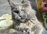 Moon - Maine Coon Cat For Sale - Hollywood&comma; FL&comma; US