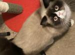 KitKat - Exotic Cat For Sale - Greencastle&comma; IN&comma; US