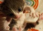 Hazals babies - Manx Kitten For Sale - Cushing&comma; TX&comma; US