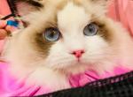 edi - Ragdoll Kitten For Sale - Irvine&comma; CA&comma; US