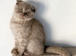 Lilac Scottish Fold Boy - Scottish Fold Kitten For Sale - Aliso Viejo&comma; CA&comma; US