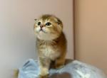 Alex - Scottish Fold Kitten For Sale - Clifton&comma; NJ&comma; US