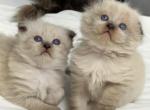 Tod - Scottish Fold Kitten For Sale - Clifton&comma; NJ&comma; US