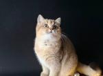 Melissa - British Shorthair Kitten For Sale - New York&comma; NY&comma; US