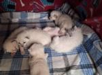 JAN - Siamese Kitten For Sale - NY&comma; US