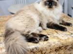 Felix - Ragdoll Cat For Sale - 