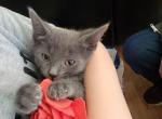 Stella - Russian Blue Kitten For Adoption - Plainfield&comma; IL&comma; US