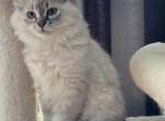 Sushi - Ragdoll Kitten For Sale - Marshfield&comma; WI&comma; US
