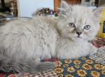 Lilac Point - Himalayan Kitten For Sale - Van Horne&comma; IA&comma; US