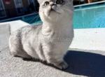 Victorville CA Candy silver munchkin short leg - Munchkin Kitten For Sale - CA&comma; US