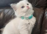 Mint collar boy - Ragdoll Kitten For Sale - Sacramento&comma; CA&comma; US