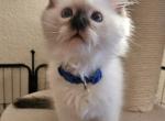 Dark blue boy - Ragdoll Kitten For Sale - Sacramento&comma; CA&comma; US