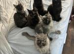 Males from F litter - Maine Coon Kitten For Sale - St&period; Louis&comma; MO&comma; US
