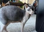 Blueberry - Sphynx Cat For Sale - Concord Township&comma; OH&comma; US