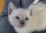pink collar girl - Siamese Kitten For Sale - Wayland&comma; MA&comma; US