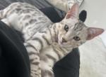Lou - Bengal Kitten For Sale - Superior&comma; CO&comma; US