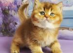 Oskar&lowbar; - British Shorthair Kitten For Sale - Norwalk&comma; CT&comma; US