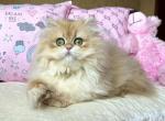 Emma - British Shorthair Kitten For Sale - Norwalk&comma; CT&comma; US