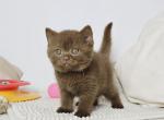 Angel - British Shorthair Kitten For Sale - Norwalk&comma; CT&comma; US