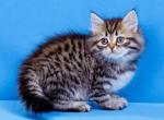 Assol - Siberian Kitten For Sale - Pembroke Pines&comma; FL&comma; US