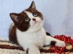 Queen - Scottish Straight Kitten For Sale - Hollywood&comma; FL&comma; US