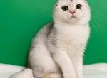 Simona silver ticked ns 25 scottish fold girl - Scottish Fold Kitten For Sale - CA&comma; US