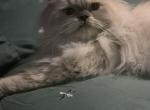 Pooh - Himalayan Kitten For Sale - Rockford&comma; IL&comma; US