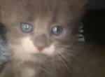 Tiny - Domestic Kitten For Adoption - Jamaica&comma; NY&comma; US