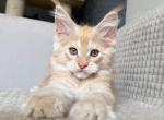 Ella - Maine Coon Kitten For Sale - Nashville&comma; TN&comma; US