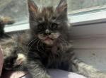 Females from F Litter - Maine Coon Kitten For Sale - St&period; Louis&comma; MO&comma; US