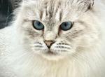 Silver Neva & Pure White Siberian Litter - Siberian Kitten For Sale - Belchertown&comma; MA&comma; US