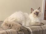 Madison Ragdoll - Ragdoll Kitten For Sale - Shippensburg&comma; PA&comma; US