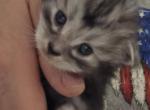 Misty - Maine Coon Kitten For Sale - Jamesville&comma; NY&comma; US