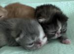 Kittens Coming Soon - Persian Kitten For Adoption - Peoria&comma; AZ&comma; US